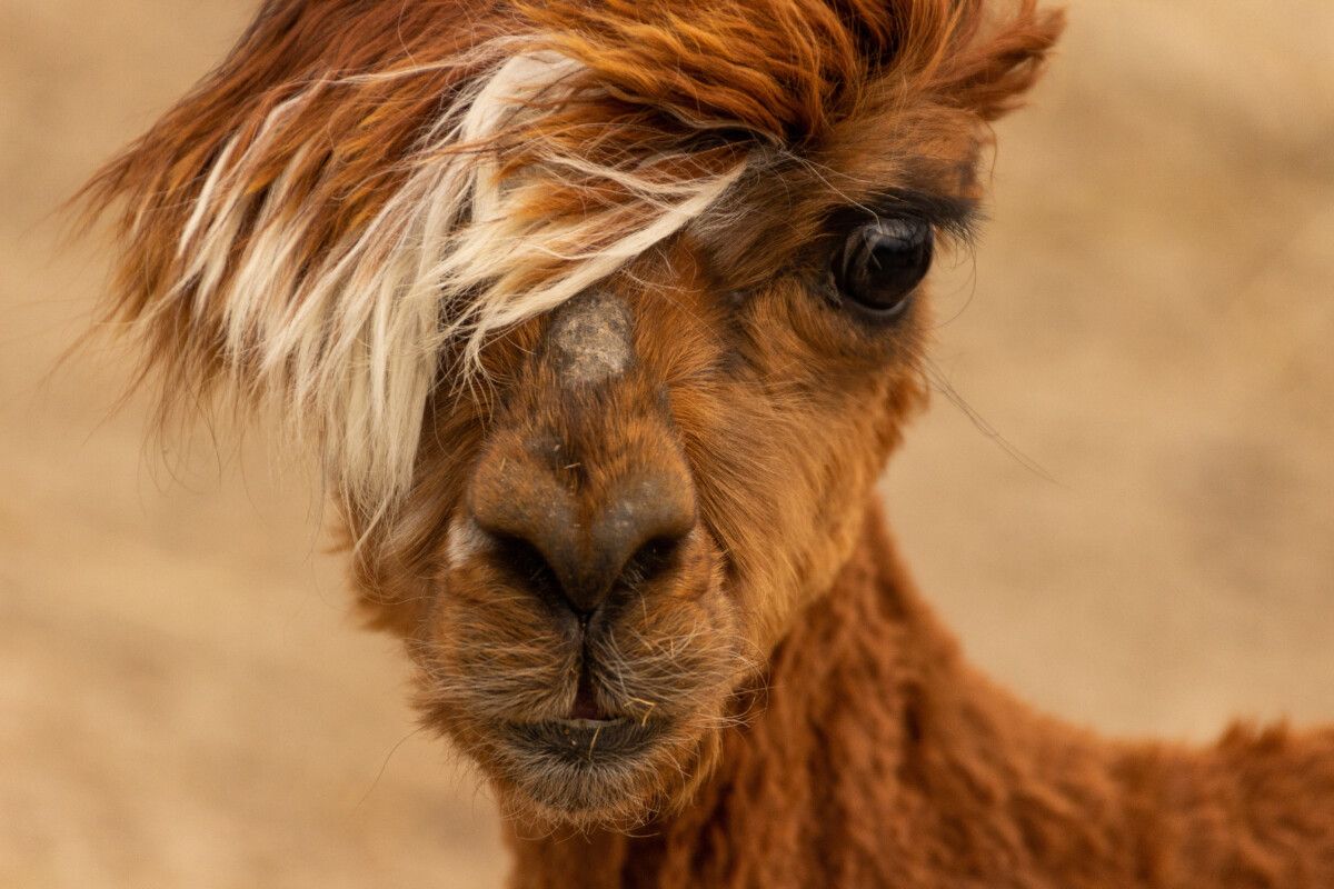 Alpaca hair H sler Nest